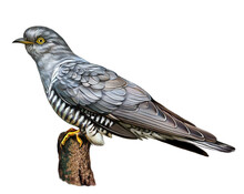 Common Cuckoo, Cuculus Canorus