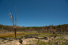 Fire Damage Visible At Badger Flat In Lassen Volcanic