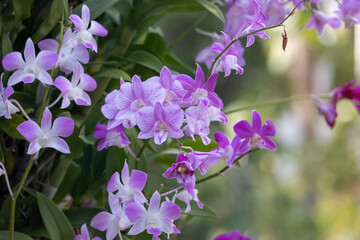 Wall Mural - Beautiful Thai purple orchid flower ,thai orchid dendrobium