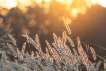 Wall Mural - grass flowers glow in the sunlight