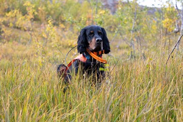 Poster - Gordon Setter dog with an orange collar sitting on a field