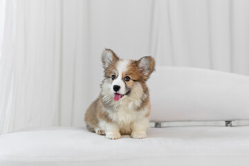 Wall Mural - Fluffy Corgi Pembroke sits on a light-colored couch