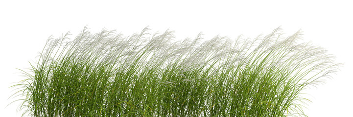Wall Mural - Nature grass meadow flow cut out backgrounds 3d rendering png file