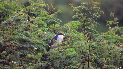 Wall Mural - Black-crowned night heron (Nycticorax nycticorax) perched in a bush at La Segua wetlands outside of Chone, Ecuador