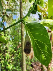 Artocarpus heterophyllus perennial The male flowers will be released at the end of the branches or between the leaves as a stick about 2 - 5 cm long and will eventually rot and fall from the fungus.