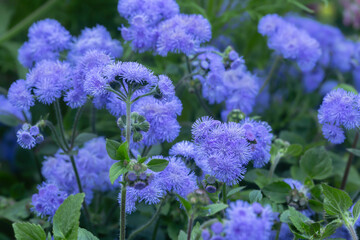 Wall Mural - Flossflower, Ageratum houstonianum in bloom