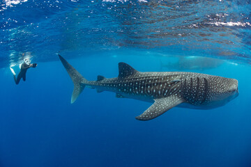 Canvas Print - Whale shark and woman diver near Isla Mujeres, Mexico