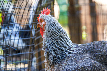 Wall Mural - Lively white feather chicken close-up on farm