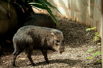 Poster - Closeup of a white-lipped peccary, Tayassu pecari.