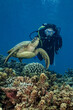 woman admiring hawksbill turtle on a polynesian coral reef
