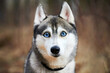 Siberian Husky dog with huge eyes, funny surprised Husky dog with confused big eyes, cute excited doggy emotions. Crazy shocked look of gray white siberian husky dog, thoughtful and pitiful