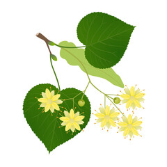 Wall Mural - A linden branch with flowers and leaves on a white background.
