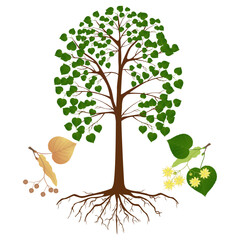 Wall Mural - Linden tree with flowers and fruits on a white.