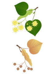 Wall Mural - Linden branches with flowers and fruits on a white background.