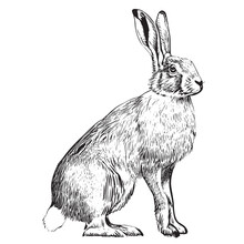 Hare Sitting Sketch Engraving Hand Drawn Vector Illustration