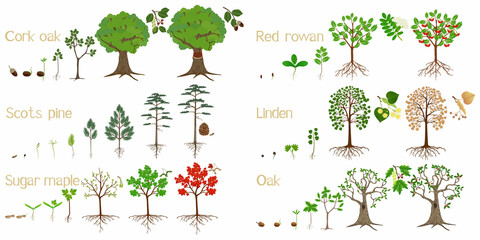 Wall Mural - Set of forest tree growth cycles on a white background.