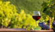 Verre de vin rouge et grappe de raisin noir dans les vignes au soleil.