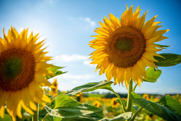 Wall Mural - Fleur de tournesol sous le soleil d'été dans les champ au milieu de la campagne.