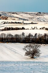 Canvas Print - Vertical shot of trees and rural houses on the foot of a snow-covered hill in winter