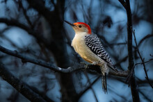 Red-Bellied Woodpecker, Melanerpes Carolinus, Red Head, Black And White Back, Ochre Chest