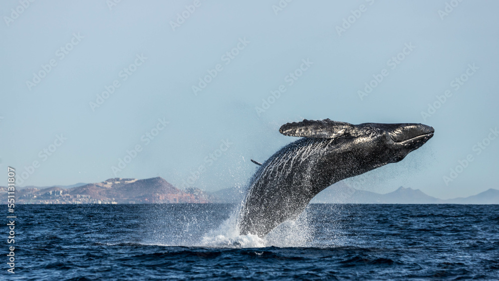 Humpback whales breaching, jumping out of the water in Mexico Stock ...