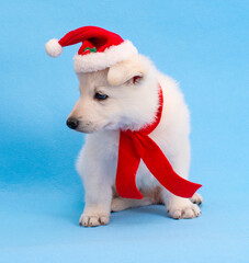 Wall Mural - funny christmas dog puppy on isolated background