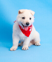 Wall Mural - funny christmas dog puppy on isolated background