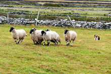 Ireland Sheep Dog In Action Corralling Sheep On The Ireland Southern Shoreline.
