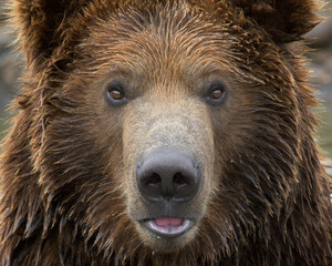 Wall Mural - Extreme close-up portrait of a young male grizzly bear