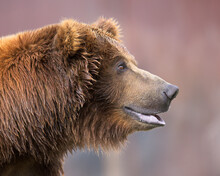 Close-up Side Profile Portrait Of A Young Male Grizzly Bear