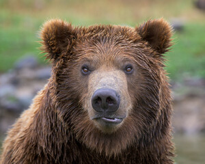 close-up portrait of a young male grizzly bear