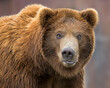 Close-up portrait of a young male grizzly bear