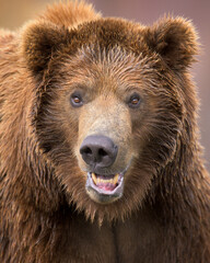 Wall Mural - Close-up portrait of a young male grizzly bear