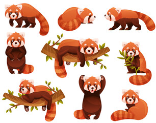 Wall Mural - adorable red panda as small fluffy mammal with dense reddish-brown fur and ringed tail in different 