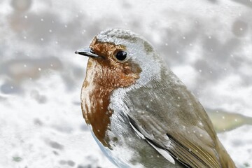 Sticker - Closeup shot of a Robin redbreast bird in the snow