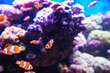 Clownfish or anemonefish in aquarium