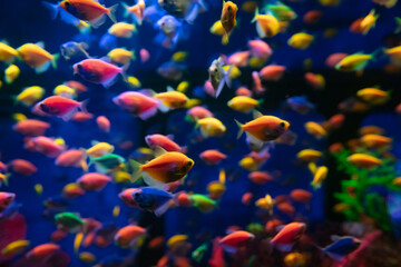 Wall Mural - A lot of colorful fishes in aquarium for design purpose