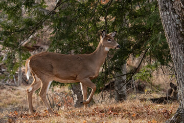 Wall Mural - Whitetailed deer doe in forest