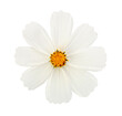 PNG white flower on tranparent background.