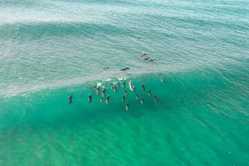 Wall Mural - Aerial view of a pod of dolphin enjoying surfing a wave in the blue ocean