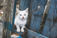 Cute Small White Kitten Standing On A Blue Wooden Fence Looking At The Camera