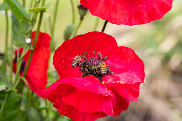 Wall Mural - Bees on red common poppy, collecting pollen