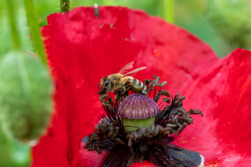 Wall Mural - Bees on red common poppy, collecting pollen