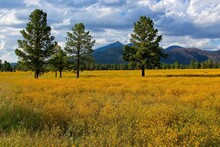 A Sea Of Yellow Wildflowers At Buffalo Park, Flagstaff, Arizona. Mountains And Pine Trees Are In The Picture And Clouds Fill The Sky.