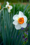 Fototapeta Miasto - Selective focus. White daffodils. Spring flowering.