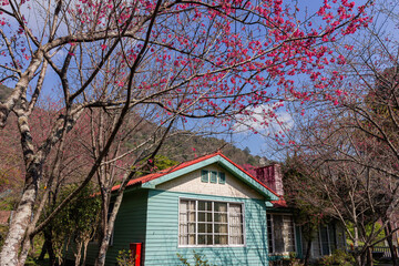 Wall Mural - Sunny view of the beautiful cherry blossom