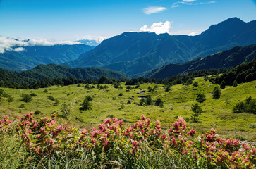 Wall Mural - Rumex Flower blossom in the Hehuanshan mountain