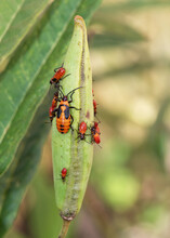 Milkweed Bug Mother And Babies With Orange, Black, And Red Bodies Are Busy Crawling On A Green Milkweed Pod With A Blurred Background.