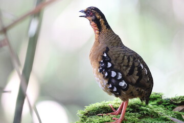 Wall Mural - Chestnut-necklaced Partridge or Sabah Partridge (Tropicoperdix graydoni) in Sabah, North Borneo 