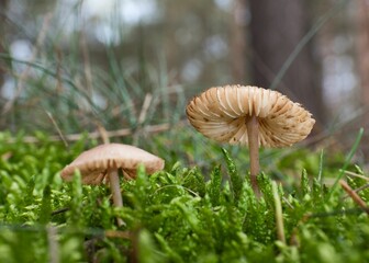 Sticker - Closeup shot of two wild mushrooms with brown and white caps growing beside grass